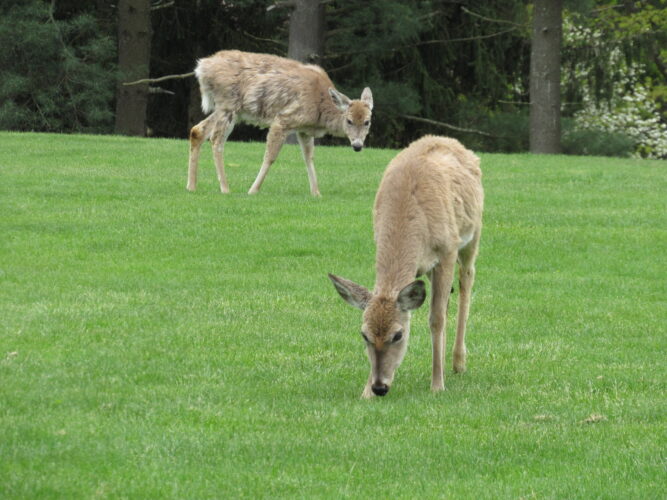 Judge Rules Oglebay Deer Hunt Can Proceed